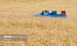 دردسرهای بیمه اجباری گندمزارها؛ از سهم دولت تا حق کشاورزان