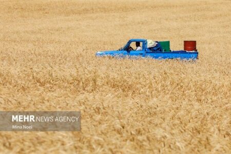 دردسرهای بیمه اجباری گندمزارها؛ از سهم دولت تا حق کشاورزان